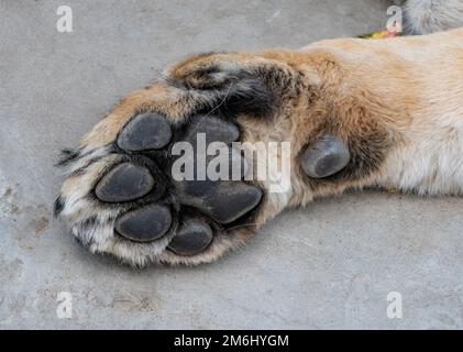 La lionne Paw se prélassant sous le soleil chaud après le dîner Banque D'Images