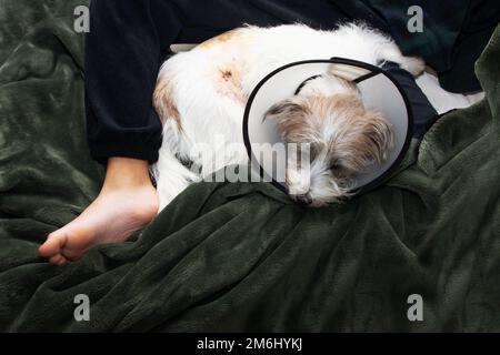 Chien de chiot malade et bouleversé chien portant lisabéthan en plastique cône médical collier autour du cou pour la protection anti-morsure des plaies après l'opération chirurgicale. De Banque D'Images