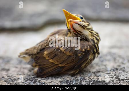 Gros plan d'un jeune fledgling chanson throush, bébé chanson throush. Banque D'Images