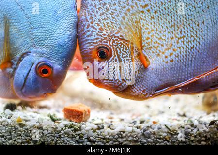 Discus Fish, discus cichlides au moment de l'alimentation. Ils piquent la nourriture et l'éclatent. Banque D'Images