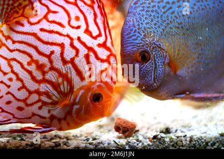Discus Fish, discus cichlides au moment de l'alimentation. Ils piquent la nourriture et l'éclatent. Banque D'Images