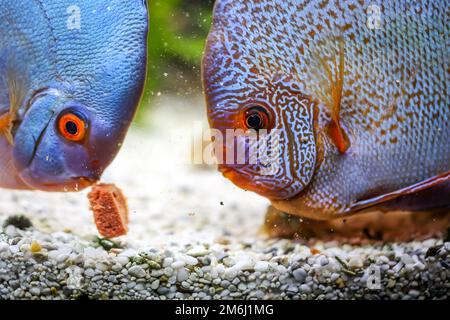 Discus Fish, discus cichlides au moment de l'alimentation. Ils piquent la nourriture et l'éclatent. Banque D'Images