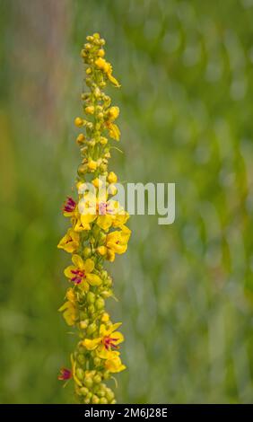 Mulléine noire 'Verbascum nigrum Banque D'Images