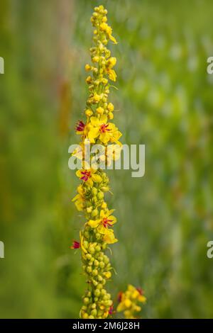 Mulléine noire 'Verbascum nigrum Banque D'Images