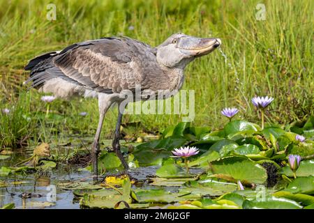 Shoebill photographié dans les zones humides de Mabamba, au bord du lac Victoria, près d'Entebbe, en Ouganda. Banque D'Images