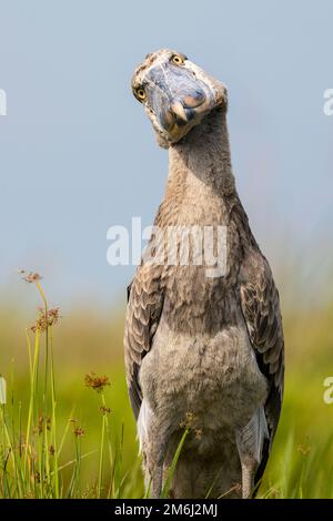 Shoebill photographié dans les zones humides de Mabamba, au bord du lac Victoria, près d'Entebbe, en Ouganda. Banque D'Images