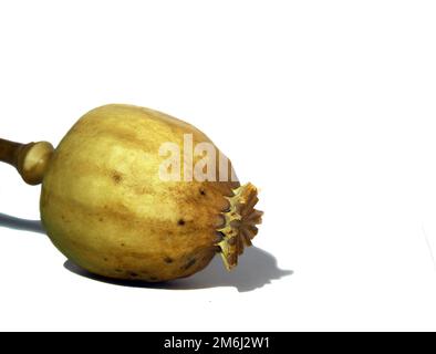 Tête de pavot à opium sec isolée sur fond blanc. Banque D'Images