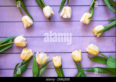 Tulipes jaunes sur fond Banque D'Images