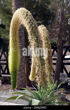 Agave d'arbre de dragon, agave de col de cygne (Agave attenuata), peuplement de fleurs Banque D'Images