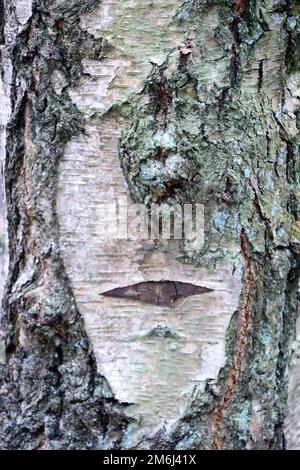 L'écorce fantaisie d'un bouleau dans le parc naturel Kottenfort-ville rappelle un visage Banque D'Images