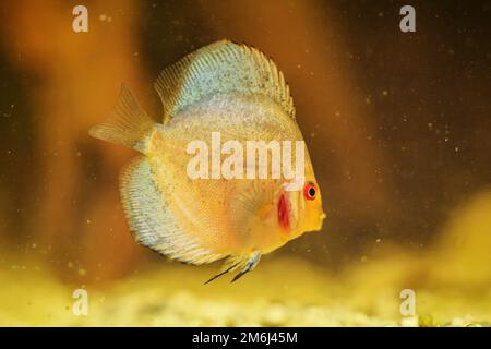 Portrait d'un discus dans l'aquarium, le poisson discus appartient aux cichlidés. Banque D'Images