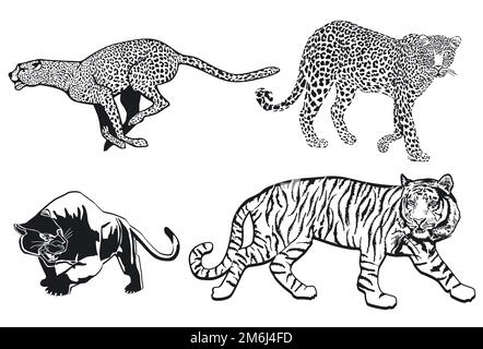 Tiger Leopard Panther Cheetah, isolé sur fond blanc. illustration Banque D'Images