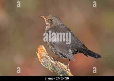 La femelle adulte Blackbird (Turdus merula) s'assit sur une branche au soleil. Banque D'Images