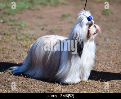 Chien race Yorkshire Terrier, ou York lors d'une promenade le jour de l'été Banque D'Images