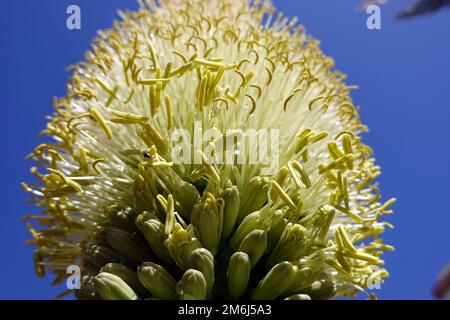 Agave d'arbre de dragon, agave de col de cygne (Agave attenuata), peuplement de fleurs Banque D'Images