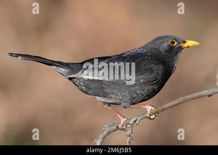 Adulte Homme Blackbird (Turdus merula) assis sur une branche au soleil. Banque D'Images