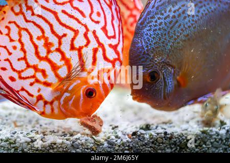 Portrait d'un magnifique discus discus cichlid coloré dans un aquarium de blackwater. Banque D'Images