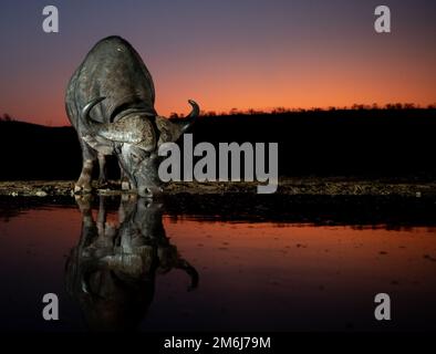 Les buffles africains boivent à la tombée de la nuit d'un trou d'eau en Afrique du Sud. Banque D'Images