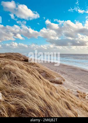 Dunes sur une large plage de sable solitaire Banque D'Images