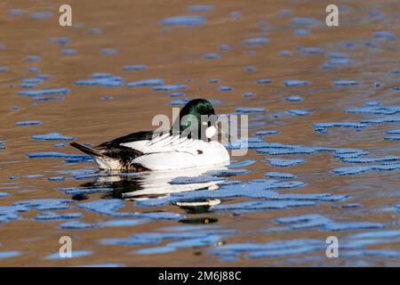 00751-00317 Garrot d'Islande (Bucephala clangula) mâle dans les milieux humides en hiver Clinton Co. IL Banque D'Images