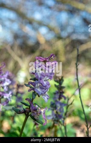 Fleurs violettes de Hollowroot dans la forêt. Corydalis cava en fleurs au printemps. Banque D'Images