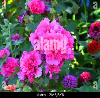 Rose de la fleur de Terry (Lat. Alcea rosea) ou de couleur rose pâle dans le jardin d'été Banque D'Images