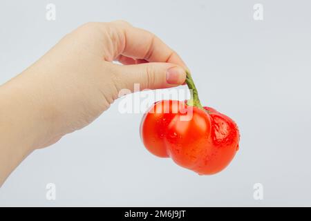 Poivrons rouges, verts et jaunes dans le magasin. Les mains des femmes cueillez et prenez le poivre au comptoir du supermarché Banque D'Images