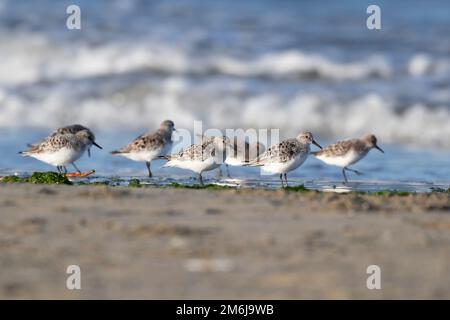 Un troupeau de Sanderlings (Calidris alba) en plumage hivernal cherchant le long du bord de l'eau sur une plage de sable, côte méditerranéenne. Banque D'Images
