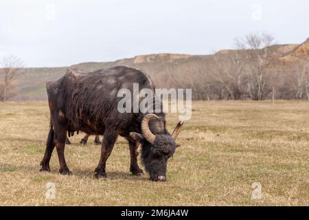 Les vaches noires avec cornes se broutent sur un pré vert dans une région montagneuse. Banque D'Images