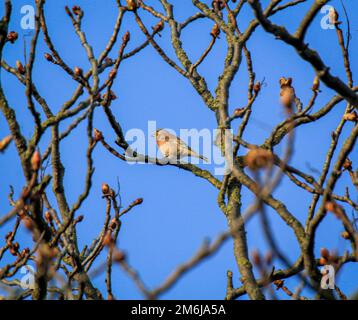 Portrait d'un linnet, d'un linnet sur un arbre. Banque D'Images