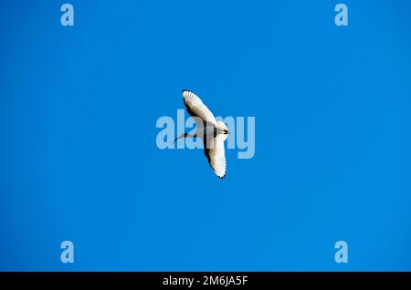 Ibis blanc australien (Threskiornis molucca) Banque D'Images