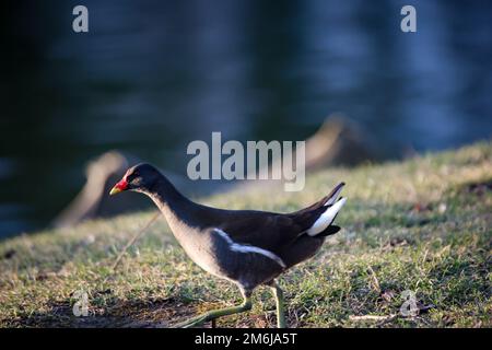 Un rail d'étang, une poule d'étang sur le bord d'un étang. Banque D'Images