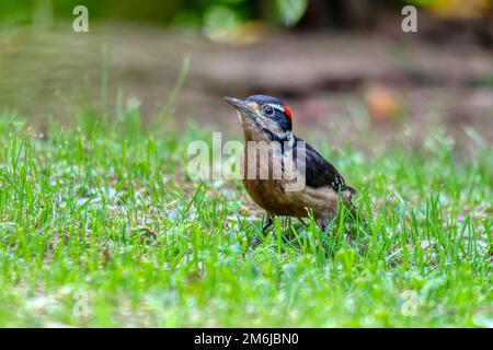 Pic à poils, Leuconotopicus villosus, San Gerardo Costa Rica Banque D'Images