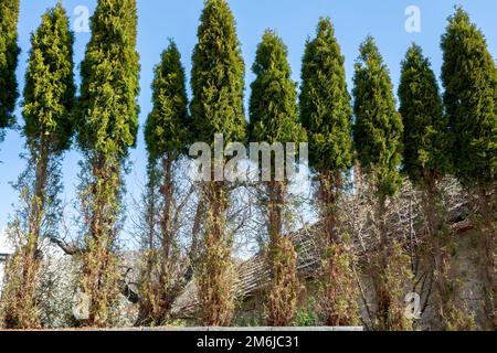 Thuja (Arborvitae) branches et aiguilles mangées par les cerfs en hiver. Dommage de cerf à la haie de cèdre. Banque D'Images