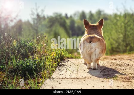 Sourire Pembroke gallois Corgi chiot mignon boty Banque D'Images