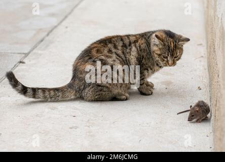 Chat gris arraché chasse la souris. Jeune chat attrapant une souris. Banque D'Images