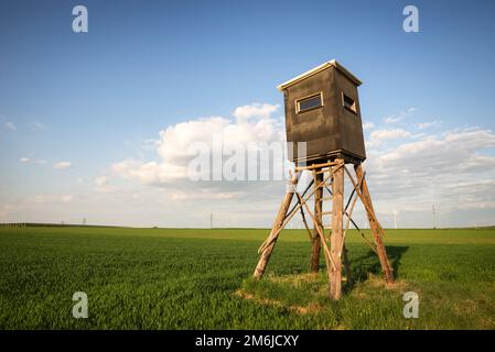 Peuplement d'arbre , plates-formes ouvertes utilisées par les chasseurs. Banque D'Images