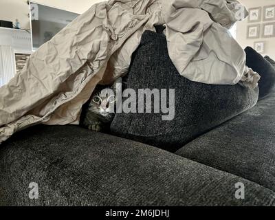 Morphy le chat tabby Banque D'Images