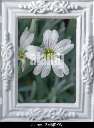 Fleurs blanches de Cerastium tomentosum ou de neige en été dans le cadre blanc d'image ornementale. Banque D'Images