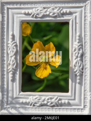 Fleurs de marais jaune Marigold fleurs (Maltha palustris) dans le cadre blanc d'image ornementale. Banque D'Images