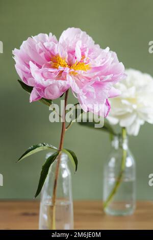 Magnifique pivoines roses fraîches dans vase en verre sur fond vert.vie moderne.fond floral naturel Banque D'Images