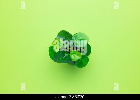 Plantes en plastique vert herbacé dans des pots sur fond vert isolé Banque D'Images