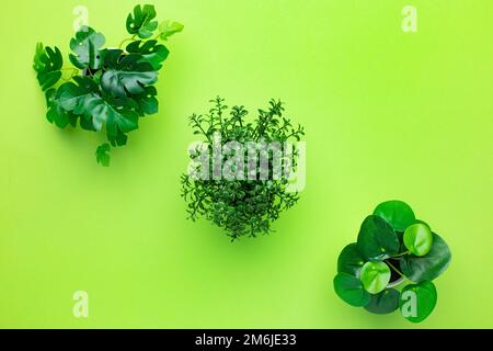 Plantes en plastique vert herbacé dans des pots sur fond vert isolé Banque D'Images
