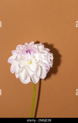 Gros plan sur la sensibilité blanche dahlia. Vue macro d'arrière-plan à motif floral doux Banque D'Images