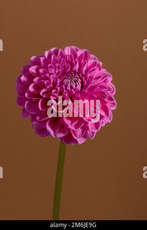 Fleur de Dahlia rose sur fond marron. Belle plante de jardin ornementale en fleurs avec chemin d'écrêtage. Banque D'Images