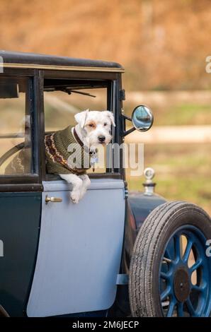 West Highland White Terrier (Westie) assis dans une voiture d'époque d'avant-guerre Banque D'Images