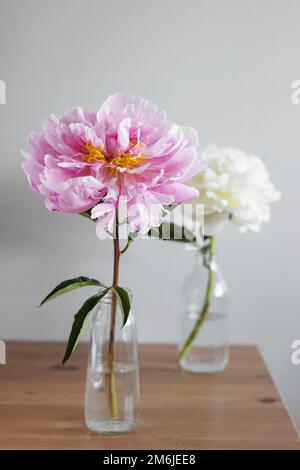 Belles pivoines fraîches roses et blanches dans vase en verre sur fond gris.Modern STILL Life.Natural Floral background Banque D'Images