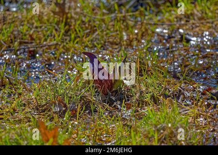 Skunk chou (Symplocarpus foetidus) Banque D'Images