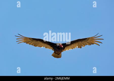 Le vautour de la turquie (Cathartes aura) en vol. Banque D'Images