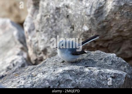 Le gnatcatcher bleu-gris ou le gnatcatcher bleu-gris (Polioptila caerulea) Banque D'Images